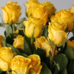 Bulk Brighton Roses – 50 cm