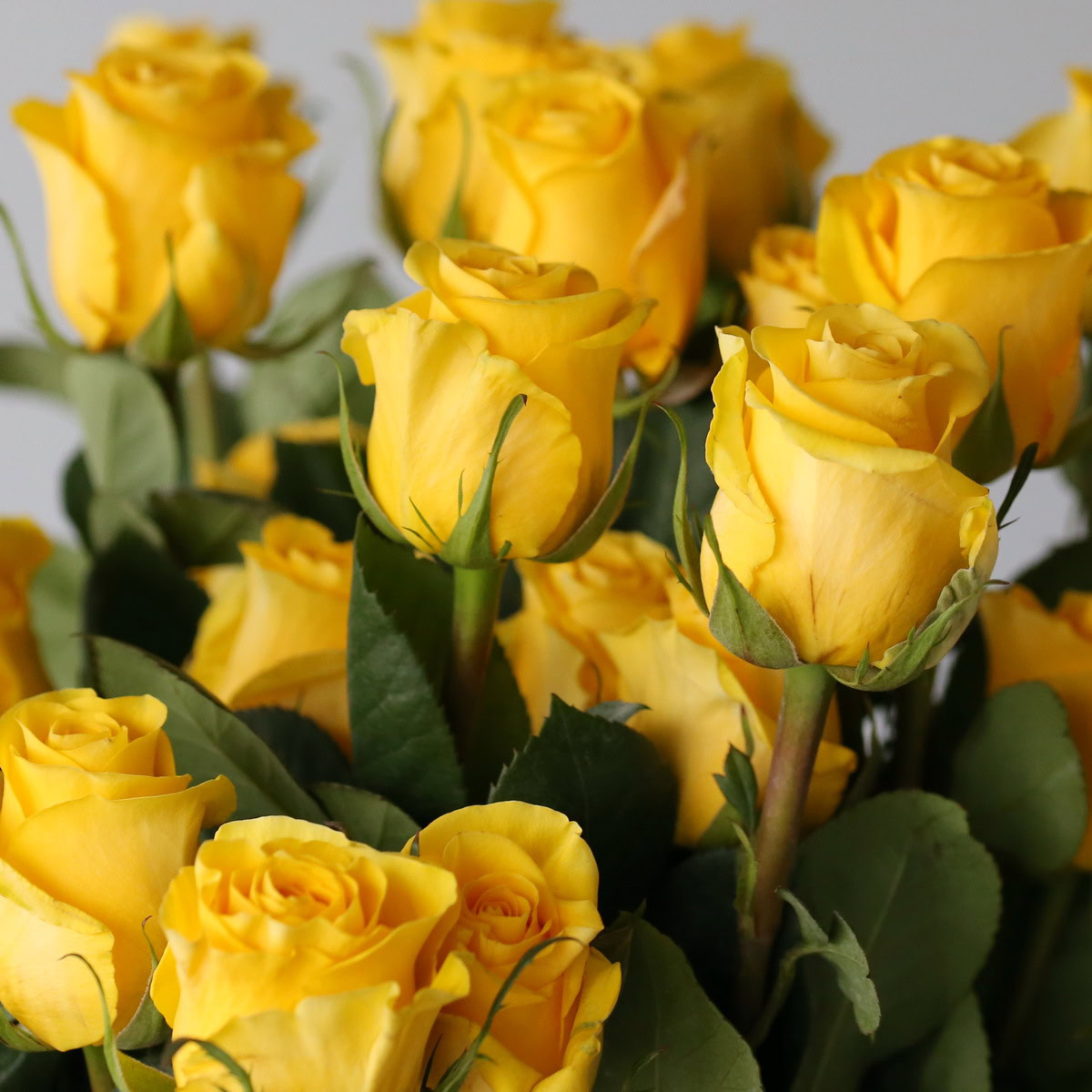 Bulk Brighton Roses – 50 cm