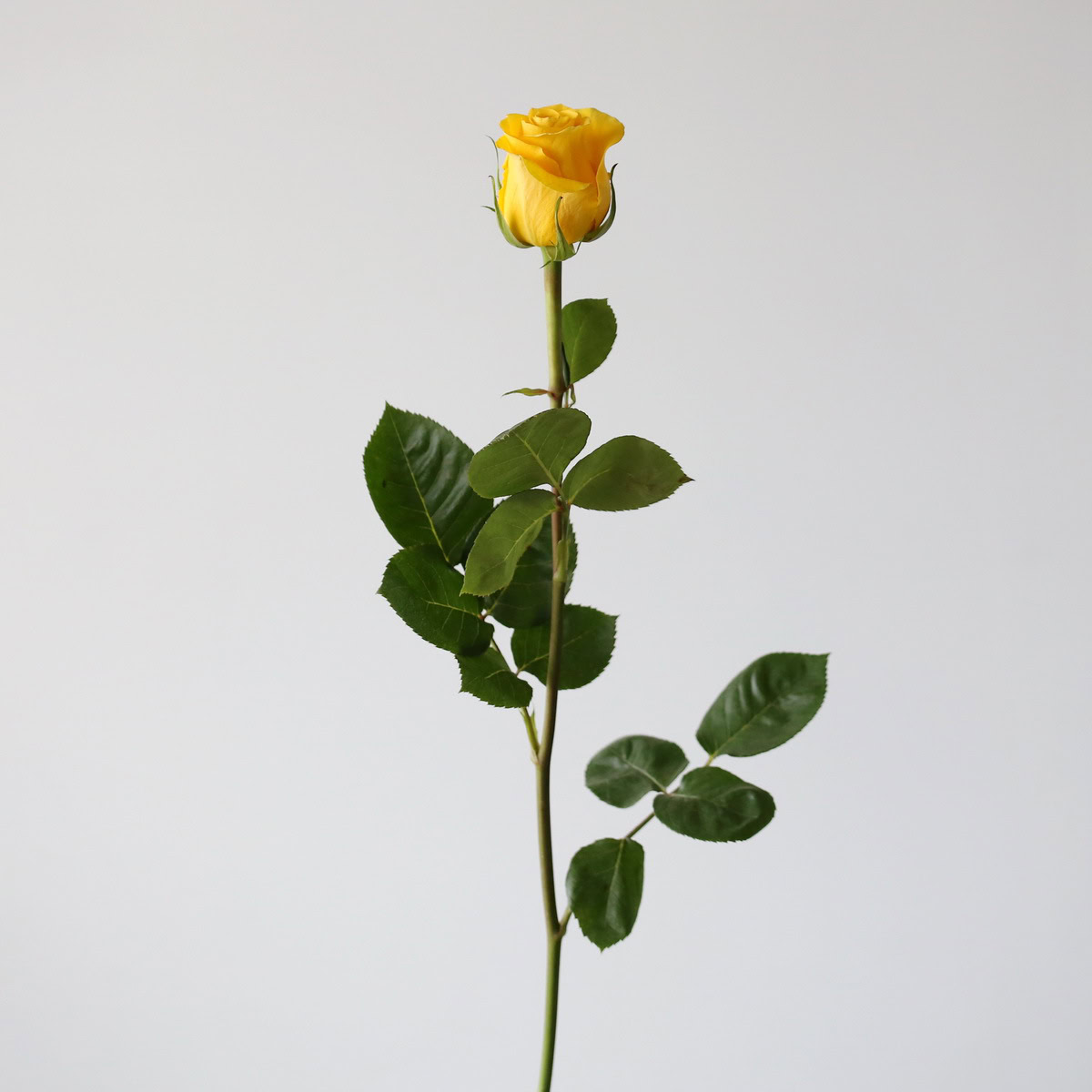 Bulk Brighton Roses – 50 cm