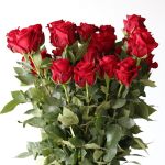 Bulk Explorer Roses – 50 cm