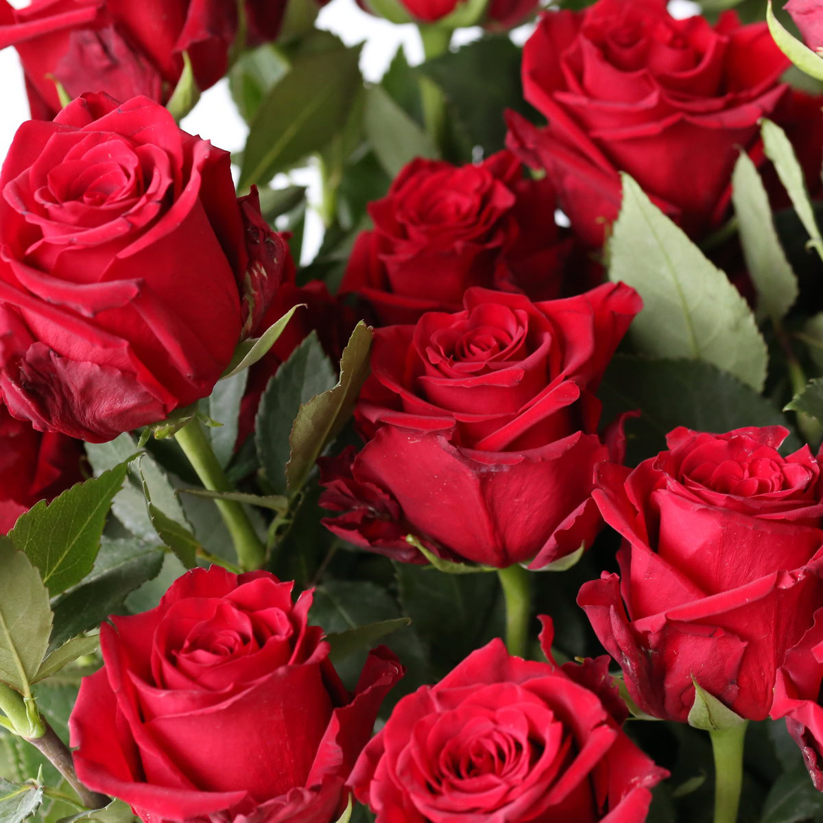 Bulk Explorer Roses – 50 cm