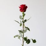 Bulk Explorer Roses – 50 cm