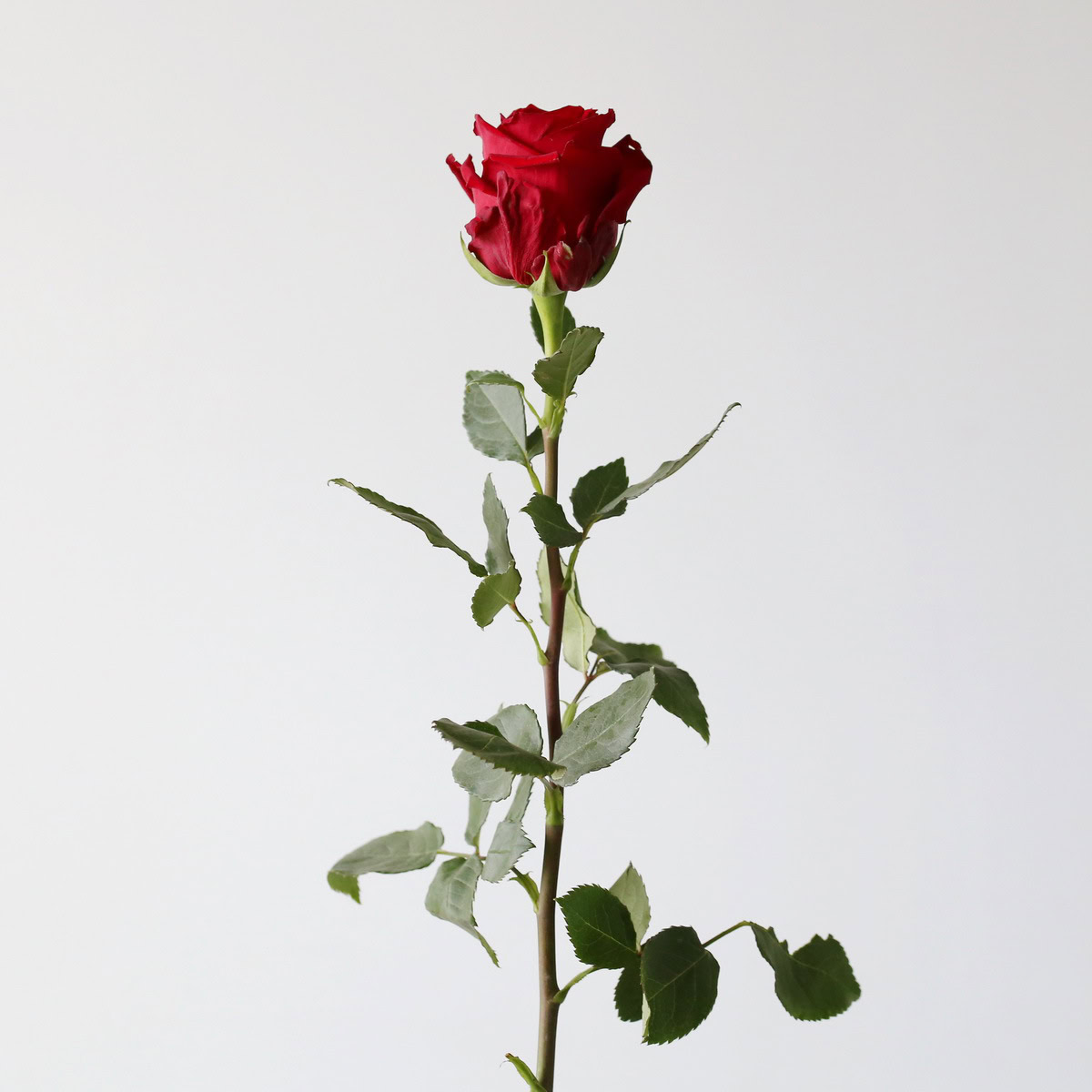 Bulk Explorer Roses – 50 cm