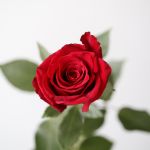 Bulk Explorer Roses – 50 cm
