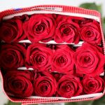 Bulk Explorer Roses – 50 cm