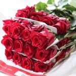 Bulk Explorer Roses – 50 cm