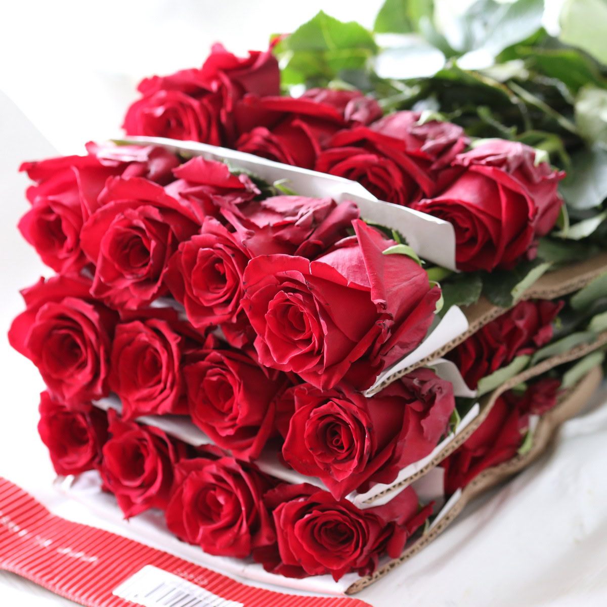 Bulk Explorer Roses – 50 cm