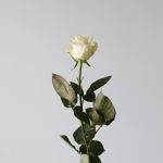 Roses Mondial en vrac – 60 cm