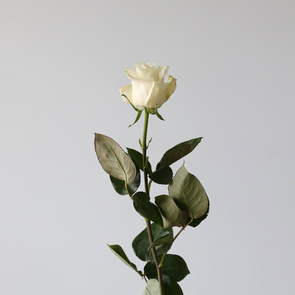 Roses Mondial en vrac – 60 cm