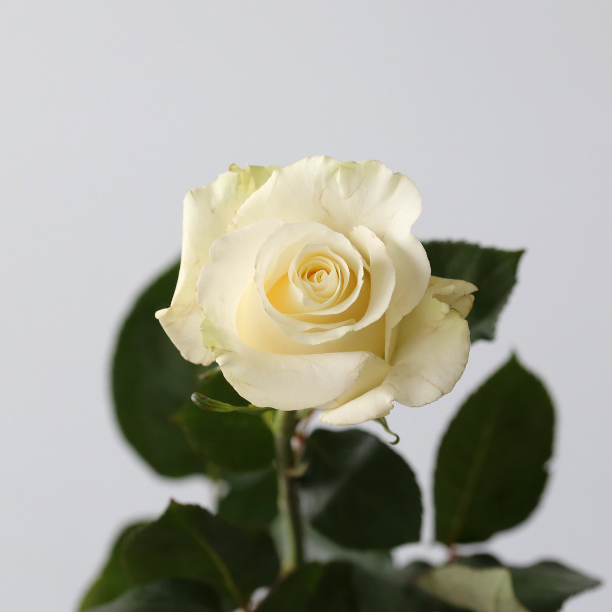 Roses Mondial en vrac – 60 cm