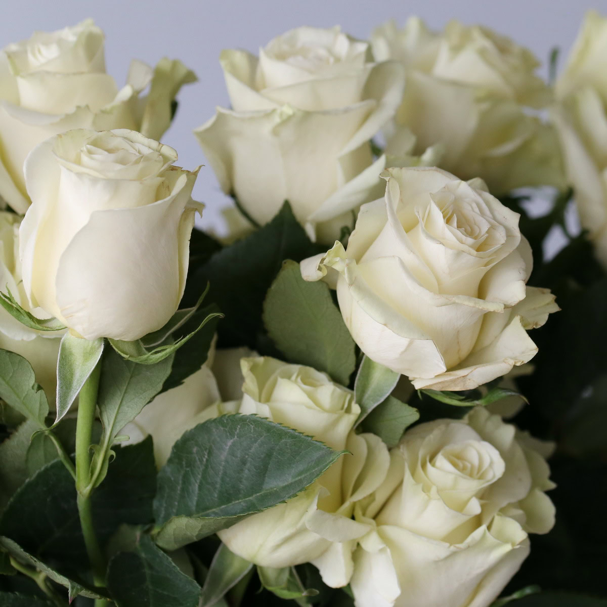 Roses Mondial en vrac – 60 cm