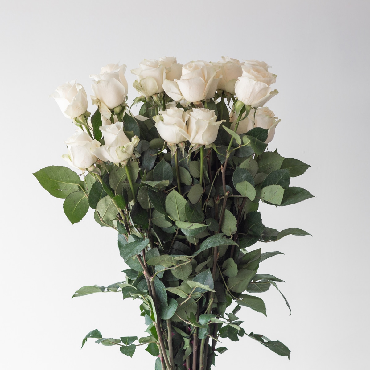 Roses Vendela en vrac – 70 cm