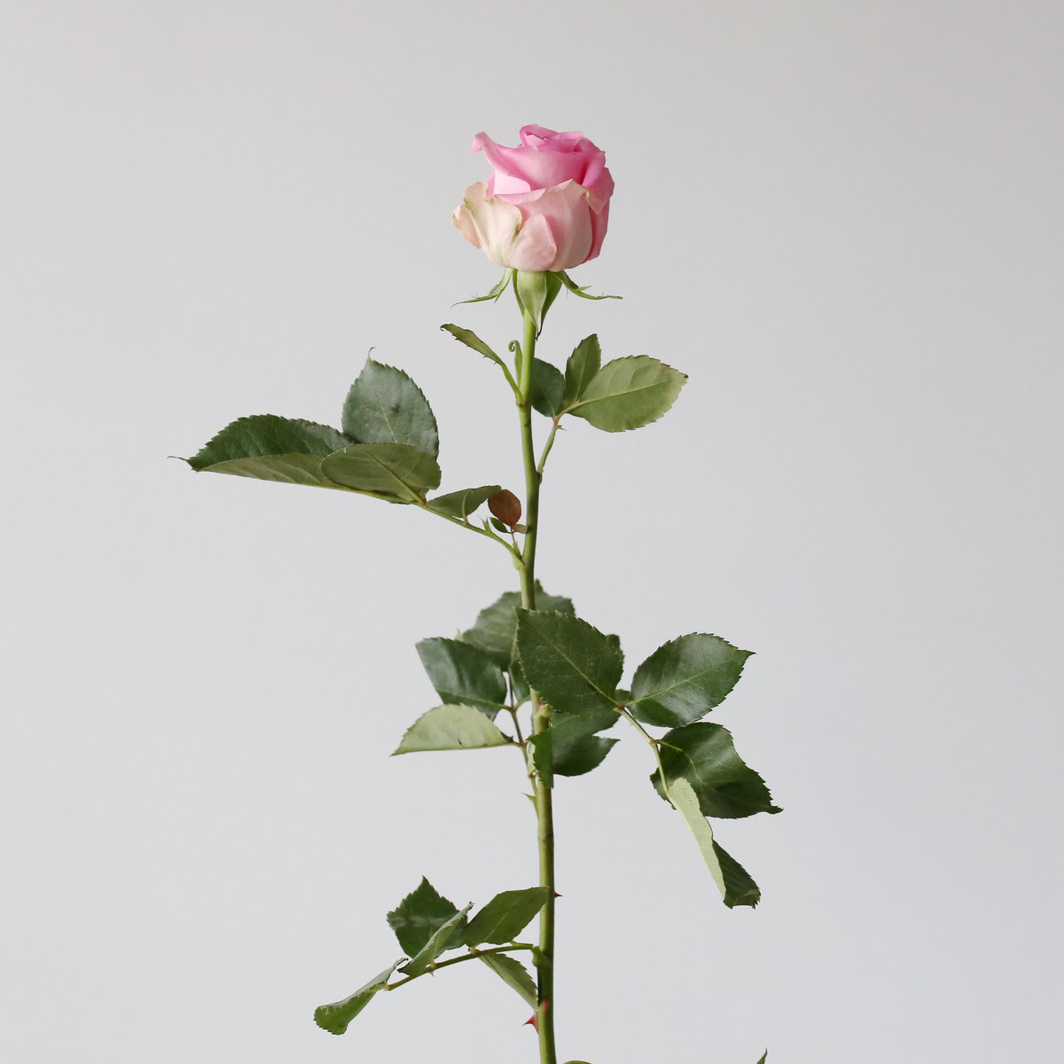 Bulk Queen Elizabeth Roses – 60 cm