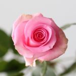 Bulk Queen Elizabeth Roses – 60 cm