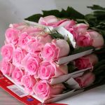 Bulk Queen Elizabeth Roses – 60 cm