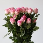 Bulk Queen Elizabeth Roses – 60 cm