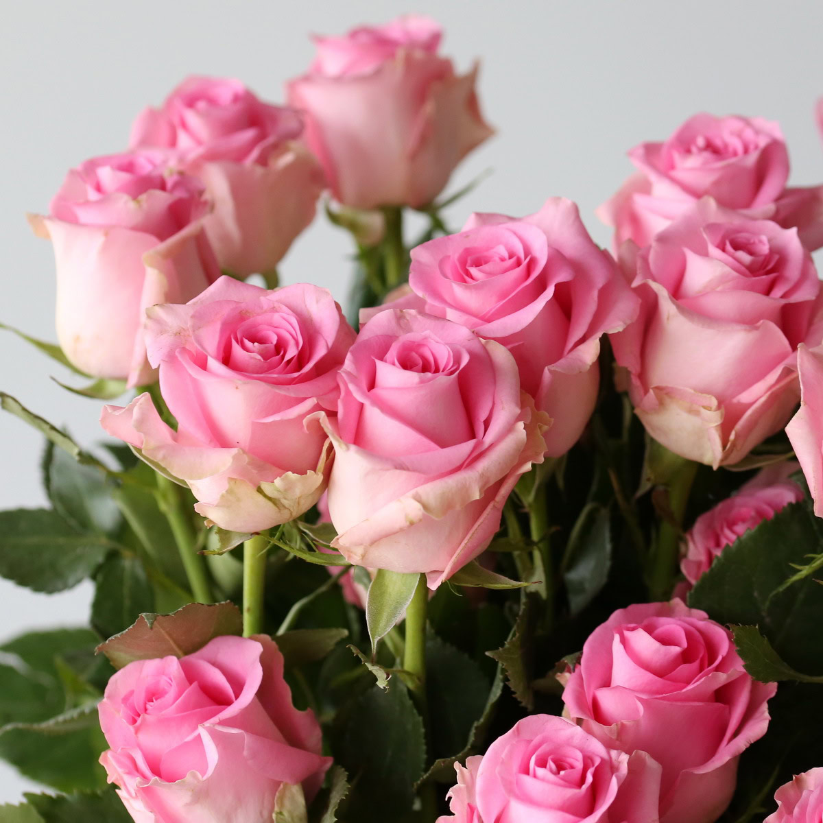 Bulk Queen Elizabeth Roses – 60 cm