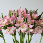 Light Pink Alstroemeria – Dubai