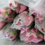 Light Pink Alstroemeria – Dubai