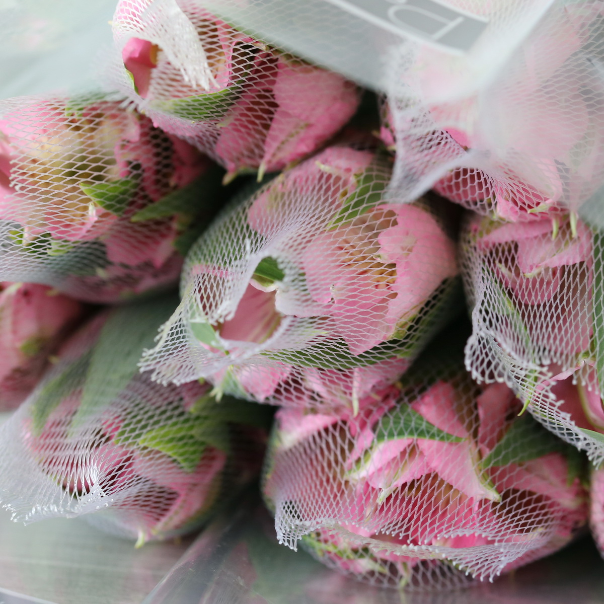 Light Pink Alstroemeria – Dubai