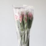 Light Pink Alstroemeria – Dubai
