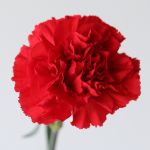 Œillets rouges