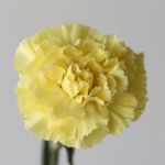 Yellow Carnations