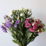 Assorted Lisianthus