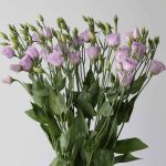 Lavender Lisianthus