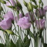 Lavender Lisianthus