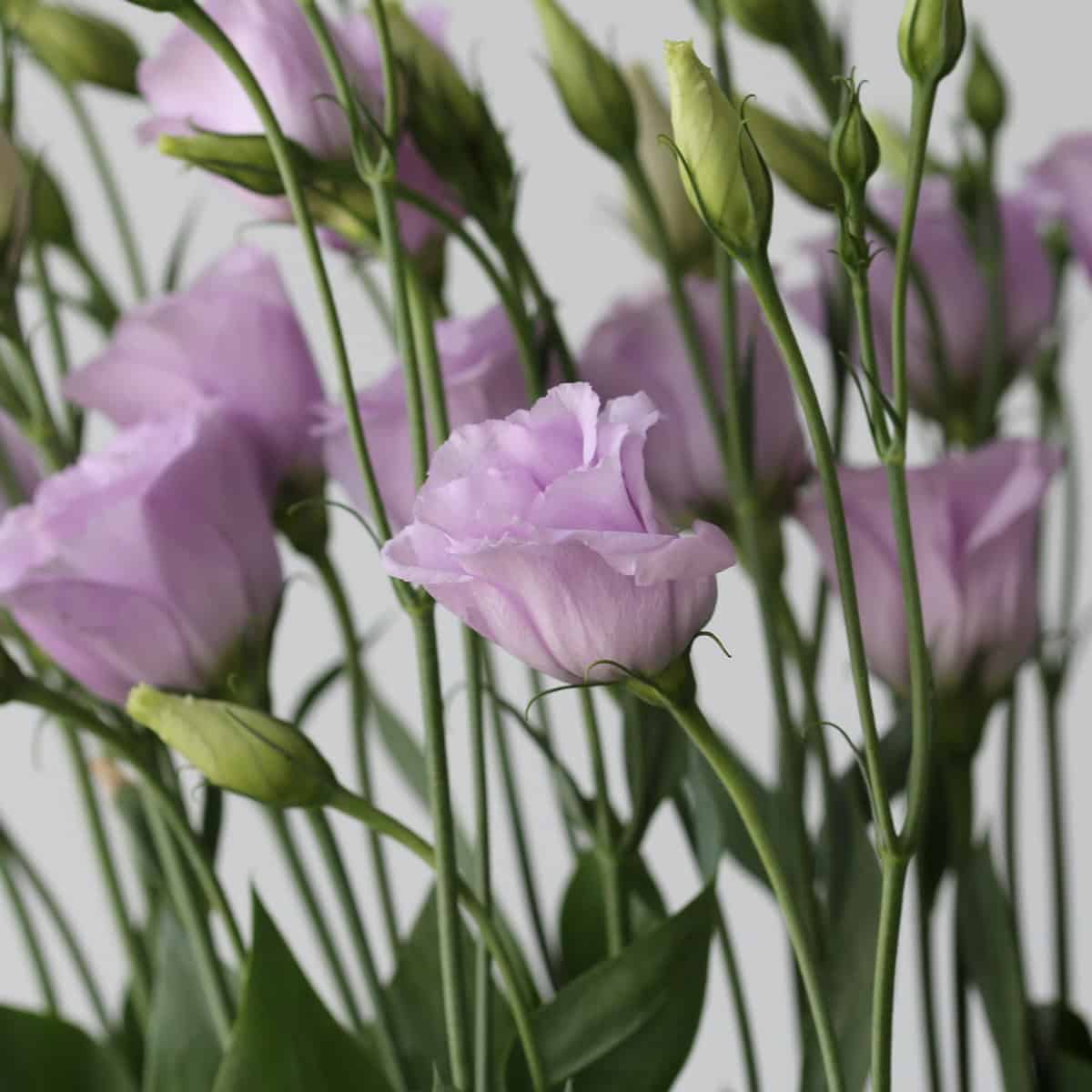 Lavender Lisianthus
