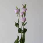 Lavender Lisianthus