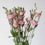 Light Pink Lisianthus