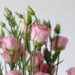 Light Pink Lisianthus