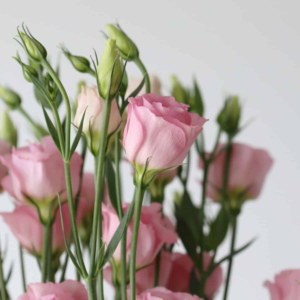 Light Pink Lisianthus