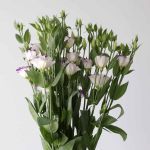 Purple Rim Lisianthus