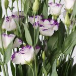 Purple Rim Lisianthus
