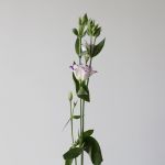 Purple Rim Lisianthus