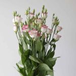Pink Rim Lisianthus