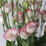 Pink Rim Lisianthus