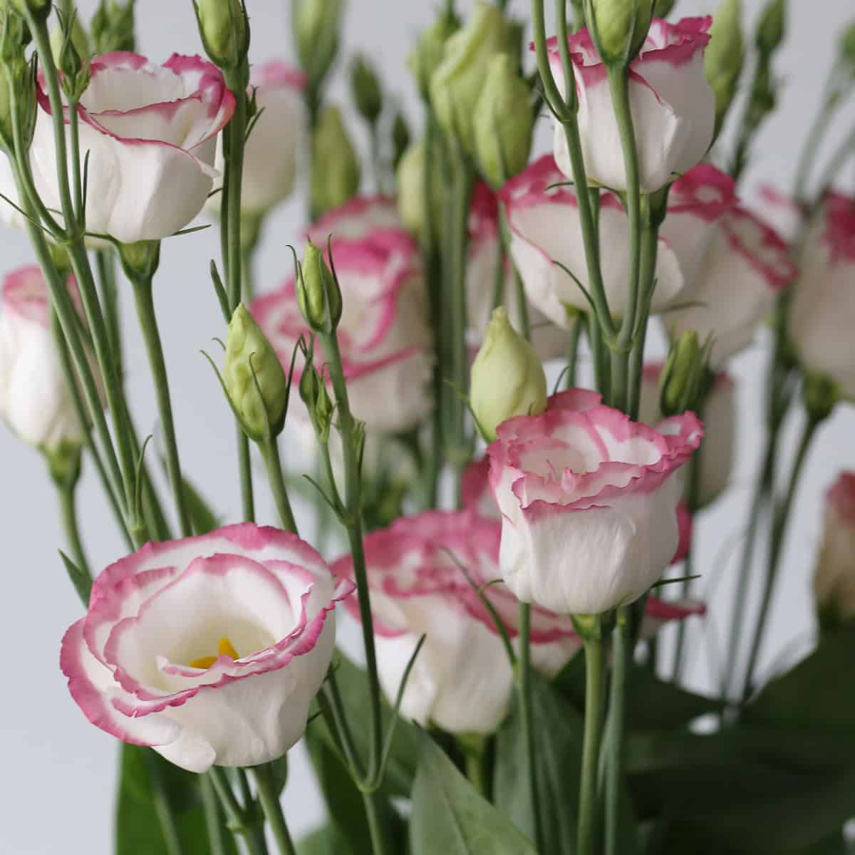 Pink Rim Lisianthus
