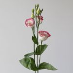 Pink Rim Lisianthus