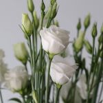 White Lisianthus