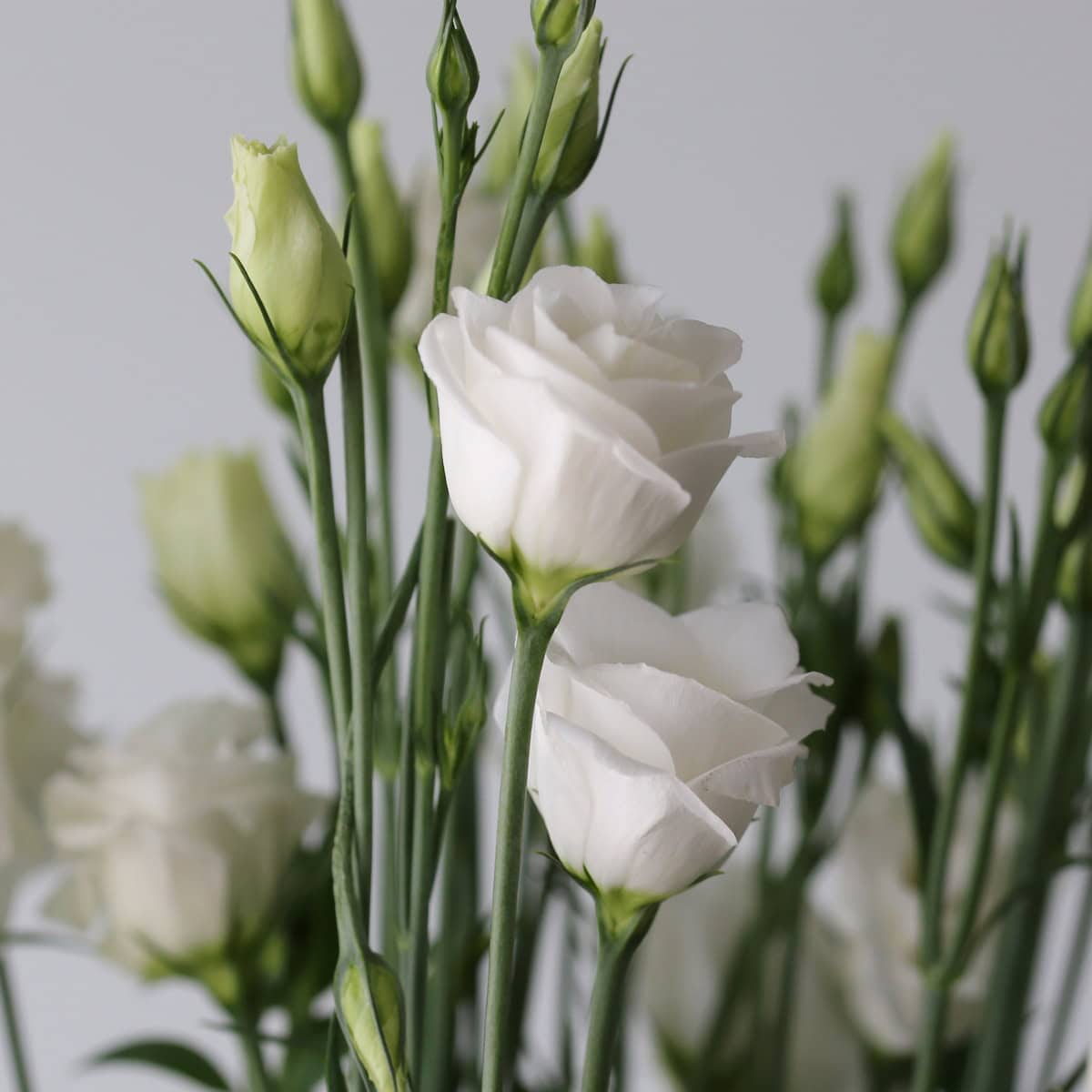 White Lisianthus