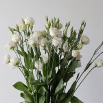 White Lisianthus