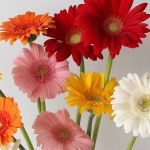 Mini Gerbera Assorted (Bulk DIY)
