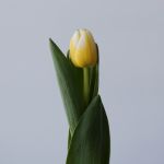 Assorted Single Tulips (Bulk DIY)