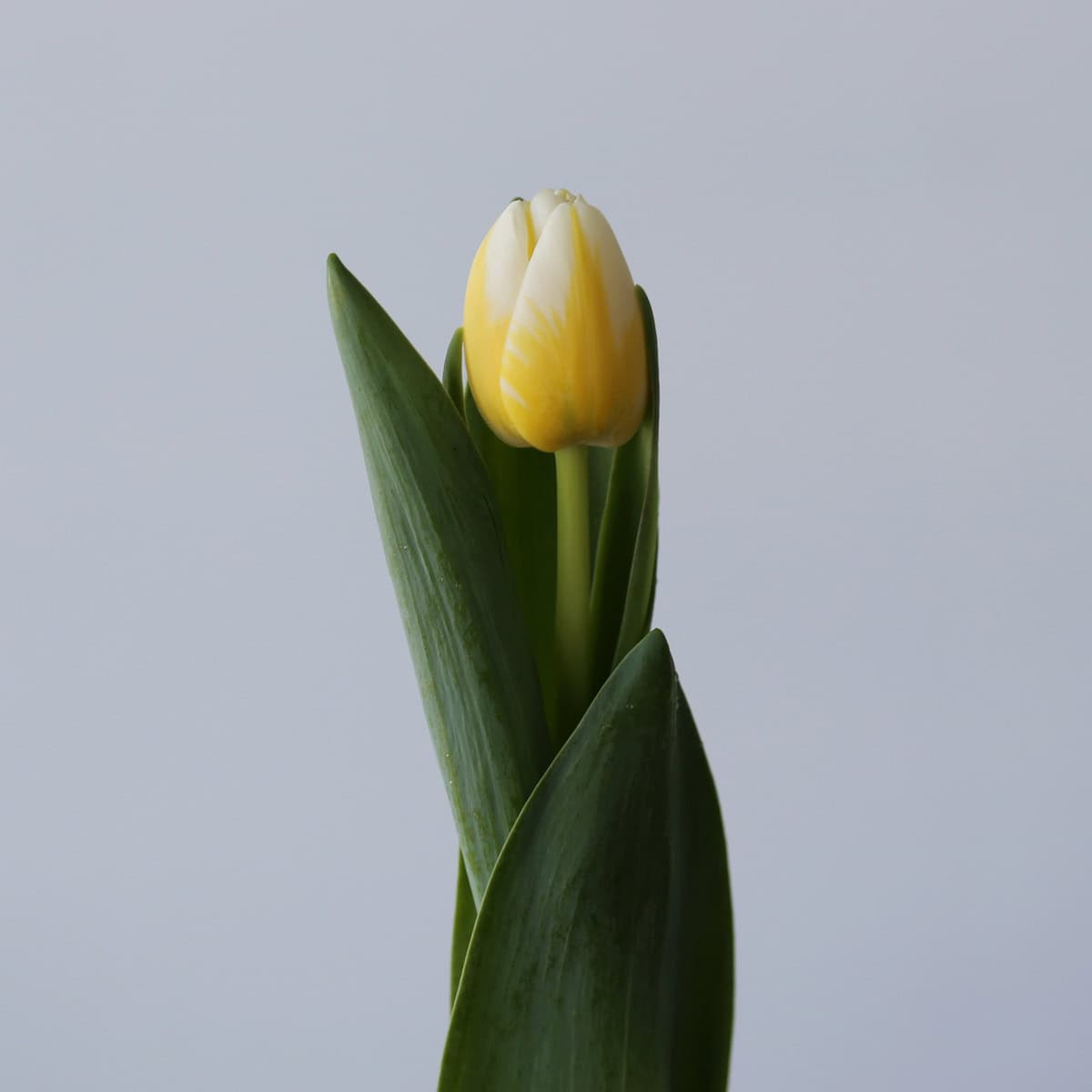 Assorted Single Tulips (Bulk DIY)