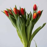 Bombita Single Tulips (Bulk DIY)