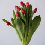 Curry Single Tulips (Bulk DIY)